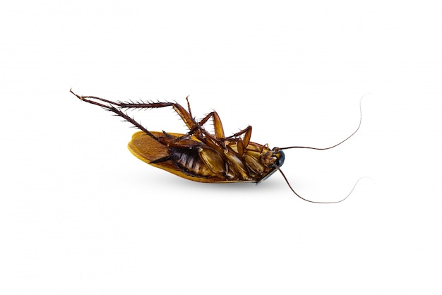 Cucaracha muerta en posición supina aislado en blanco