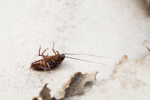 Foto cucaracha muerta en el suelo.