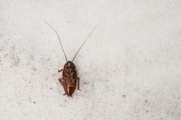 Cucaracha muerta en el suelo.