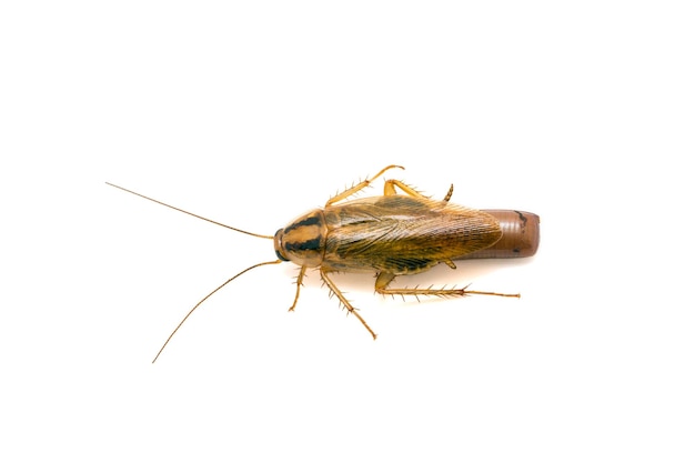 cucaracha soltera embarazada