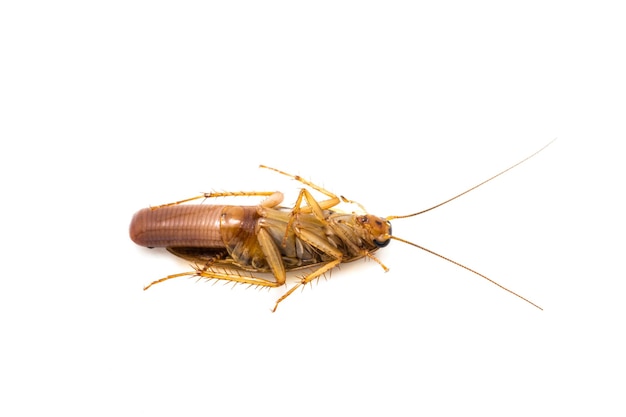 cucaracha soltera embarazada