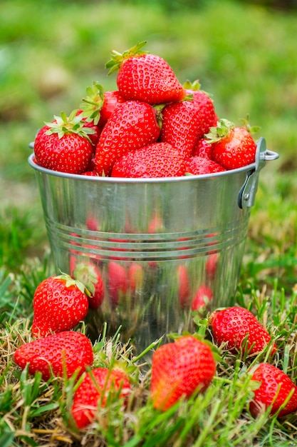 Cuchara de fresas recién cosechadas en el jardín de verano