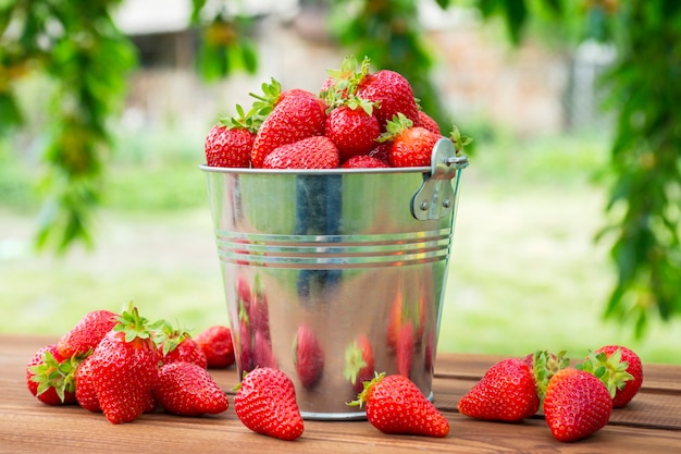 Cuchara de fresas recién cosechadas en el jardín de verano