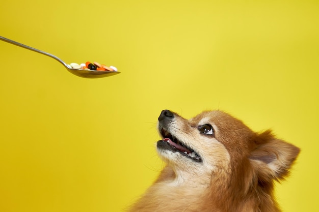 Una cucharada de pastillas y una cara feliz de un perro Spitz alemán sobre un fondo amarillo. El concepto de cuidar la salud de las mascotas.