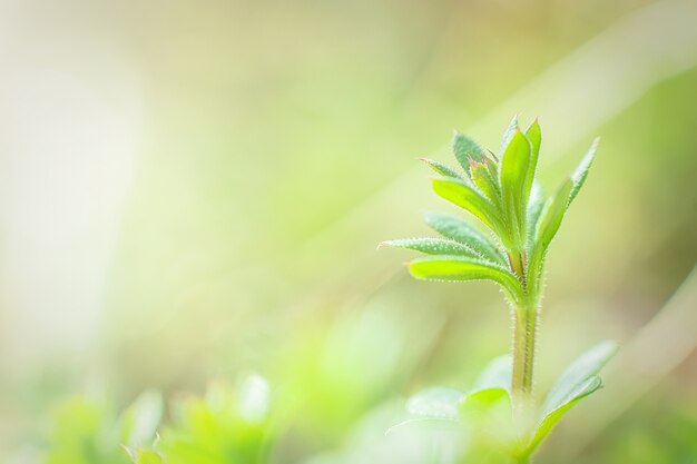 Cuchillas de galio aparine, clivers, hierba de ganso, algas, palitos, robin-run-the-hedge, willy pegajoso, sauce pegajoso, stickyjack, stickeljack y agarre el primer plano de la hierba en la primavera