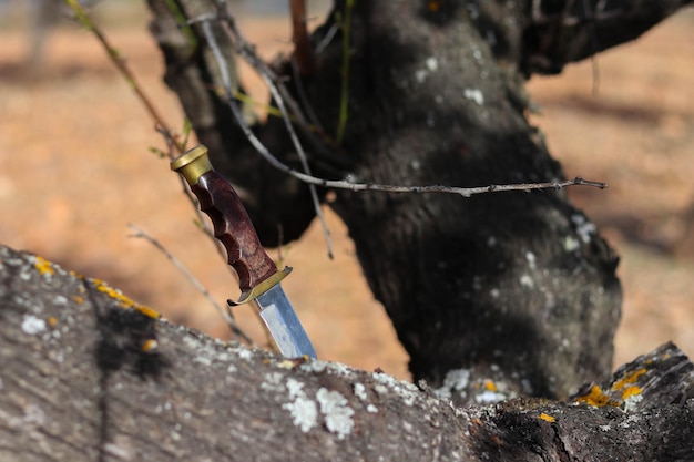 Cuchillo de kit de supervivencia clavado al tronco de un árbol