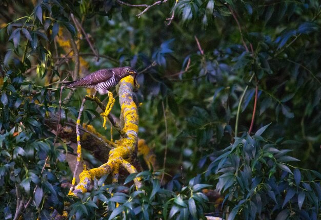 Cuckoo cuculus canorus auf einem Zweig im Wald