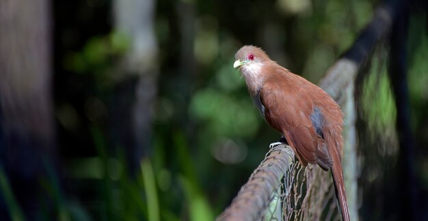 Cuco ardilla en la valla del jardín