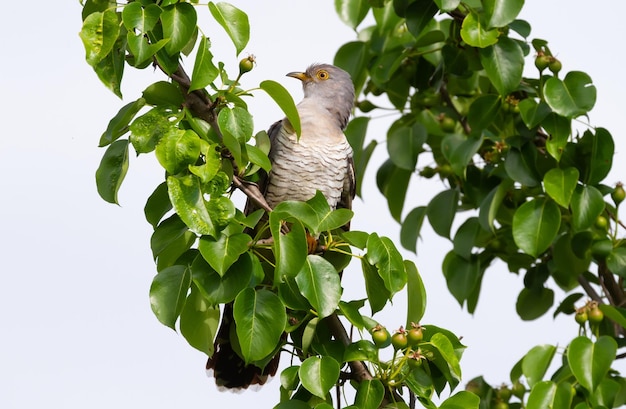 Cuco común Cuculus canorus El pájaro se sienta en un árbol frutal entre frutos inmaduros