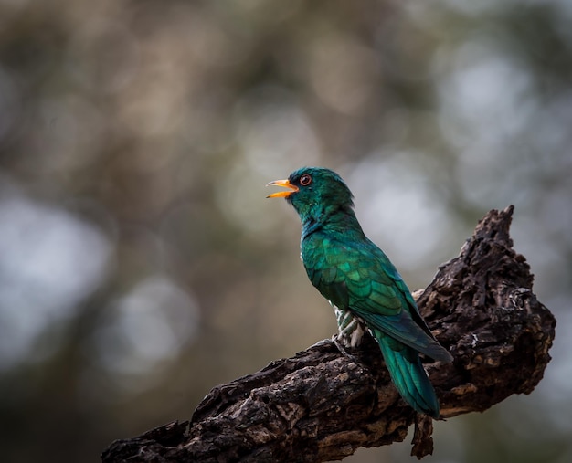 Cuco esmeralda asiático na árvore do galho.