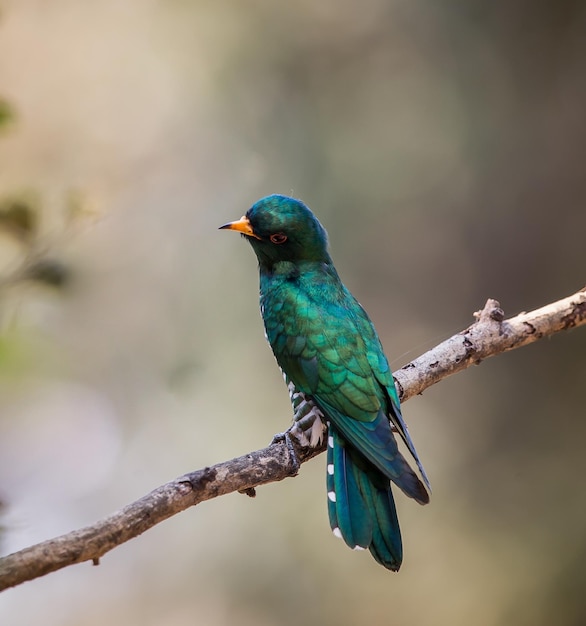 Cuco esmeralda asiático na árvore do galho.