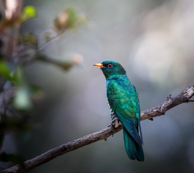 Cuco esmeralda asiático en la rama de un árbol.