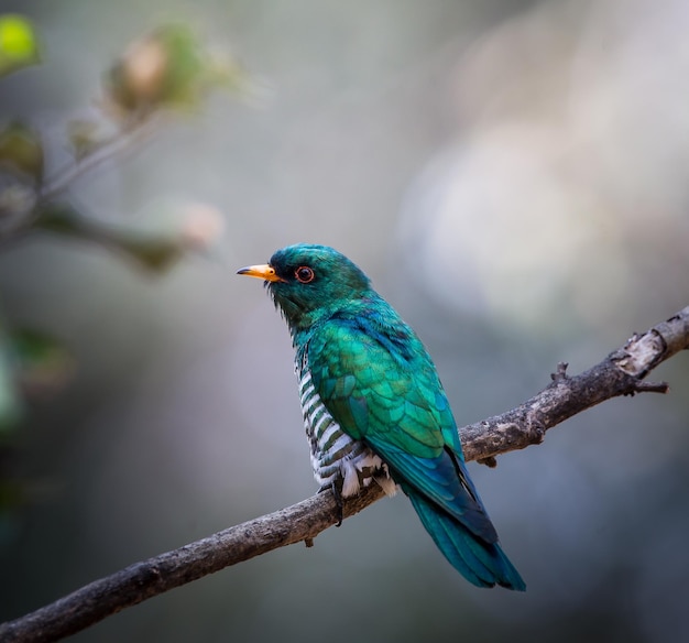 Cuco esmeralda asiático en la rama del árbol.