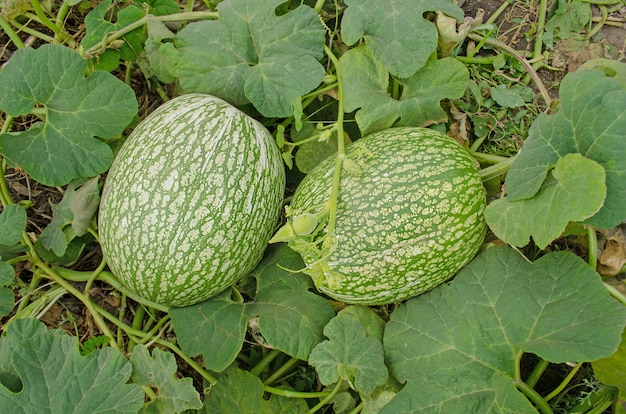 Cucurbita ficifolia wächst.