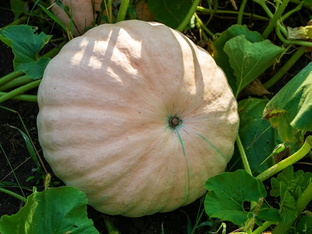 Cucurbita maxima Reifer Bio-Kürbis mit grünen Blättern, die im Garten wachsen