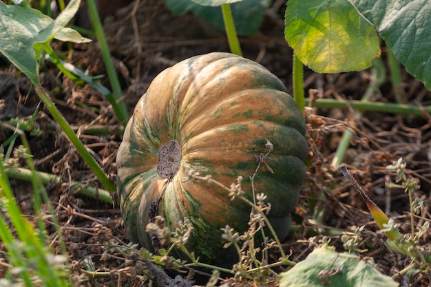 Cucurbita pepo calabaza