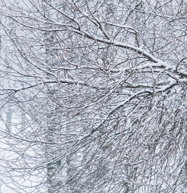 Cuento de hadas esponjoso árboles cubiertos de nieve ramas paisaje natural con nieve blanca y nevadas en clima frío