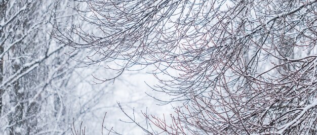 Cuento de hadas esponjoso árboles cubiertos de nieve ramas paisaje natural con nieve blanca y nevadas en clima frío