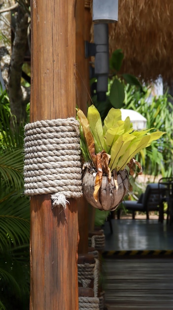 Cuerda rústica y decoración de pilares de madera con helecho de nido de pájaro adherido a ella planta ornamental y decoración estética natural del hogar