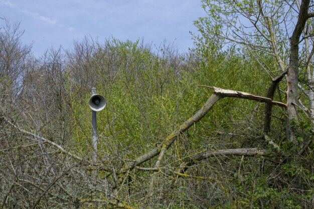 Un cuerno en el bosque está rodeado de árboles y el árbol está roto.