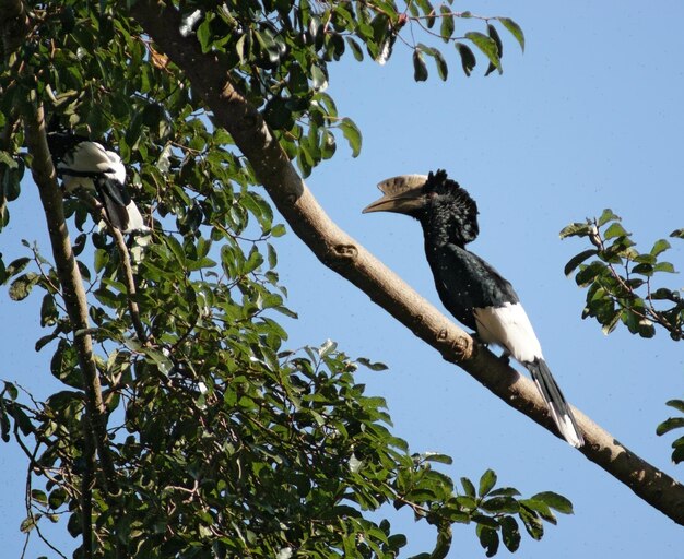 El cuerno de mejillas plateadas en África