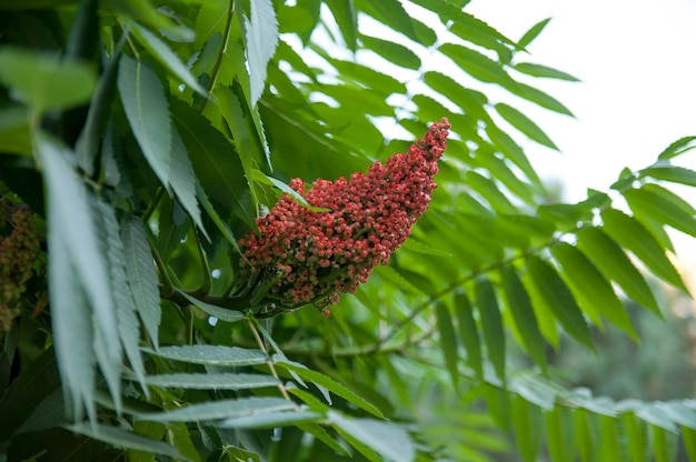 Cuerno Zumaque Planta Ornamental Zumaque