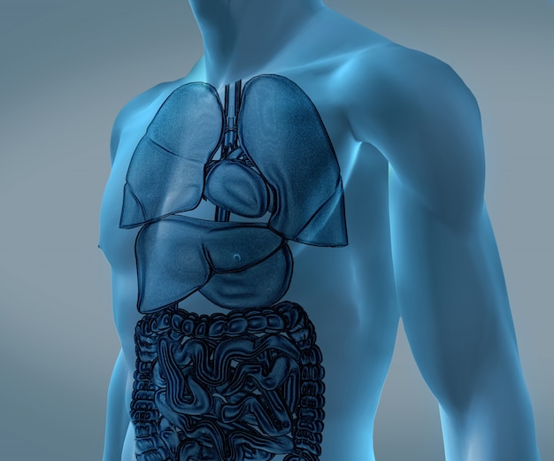 Cuerpo azul digital transparente con órganos