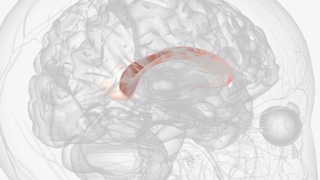 Foto el cuerpo calloso también comisura callosa es un amplio y grueso tracto nervioso formado por un fajo plano de fibras comisurales