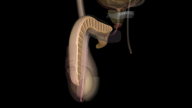 Foto el cuerpo cavernoso es el tejido erecto de su pene.