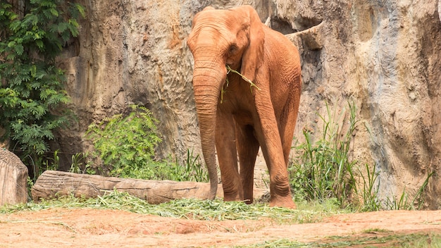 Cuerpo de elefante africano recubierto con barro rojo para evitar que el cuerpo y la piel reciban la luz solar.