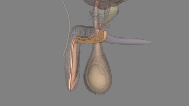 Foto el cuerpo espongoso rodea la uretra