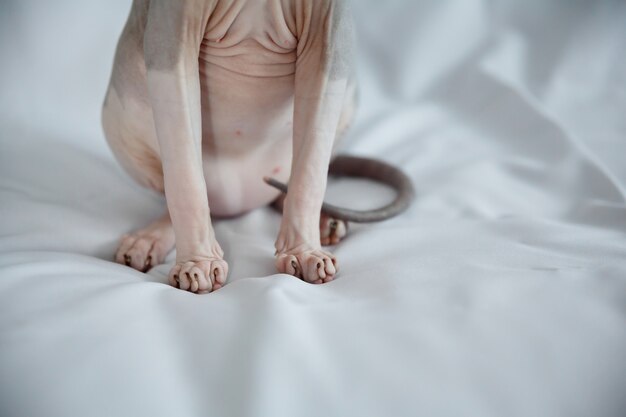 Cuerpo de gato esfinge sobre un fondo blanco.