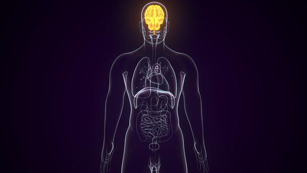 Foto un cuerpo humano con un cerebro amarillo y un cerebro