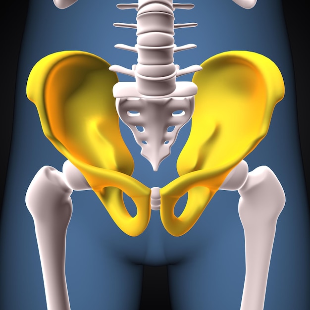 Foto cuerpo humano columna vertebral y vértebras anatomía ilustración 3d