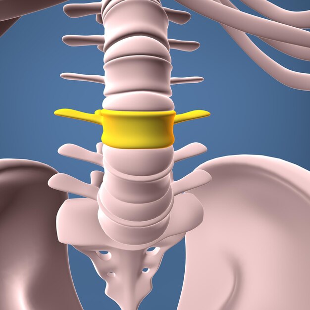 Foto cuerpo humano columna vertebral y vértebras anatomía ilustración 3d