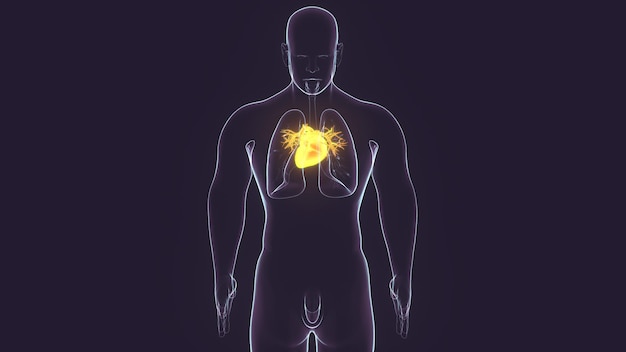 Foto el cuerpo humano es el corazón del cuerpo humano.