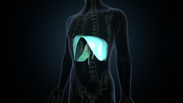 Foto un cuerpo humano con un estómago verde y una luz azul en la parte inferior