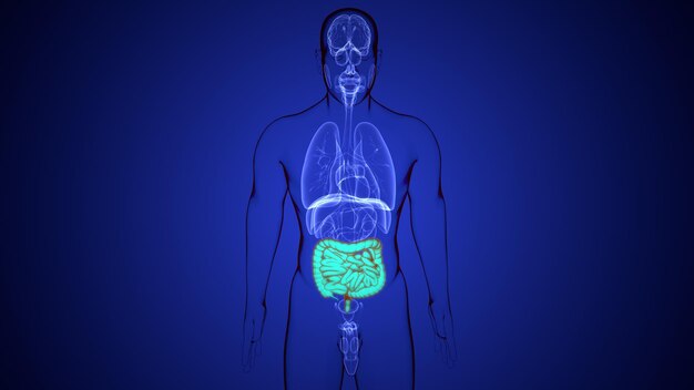 Foto un cuerpo humano con un estómago verde y la palabra humano en él