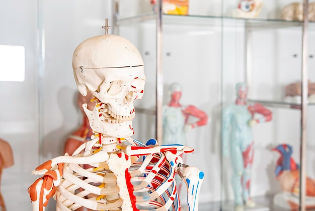 Cuerpo humano, maniquí anatómico, sistema esquelético.