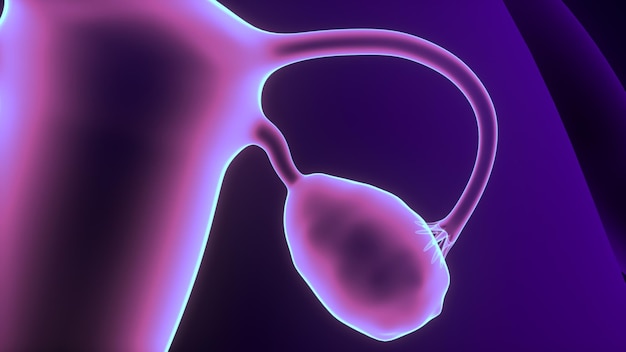 cuerpo humano sistema reproductivo femenino ilustración 3D