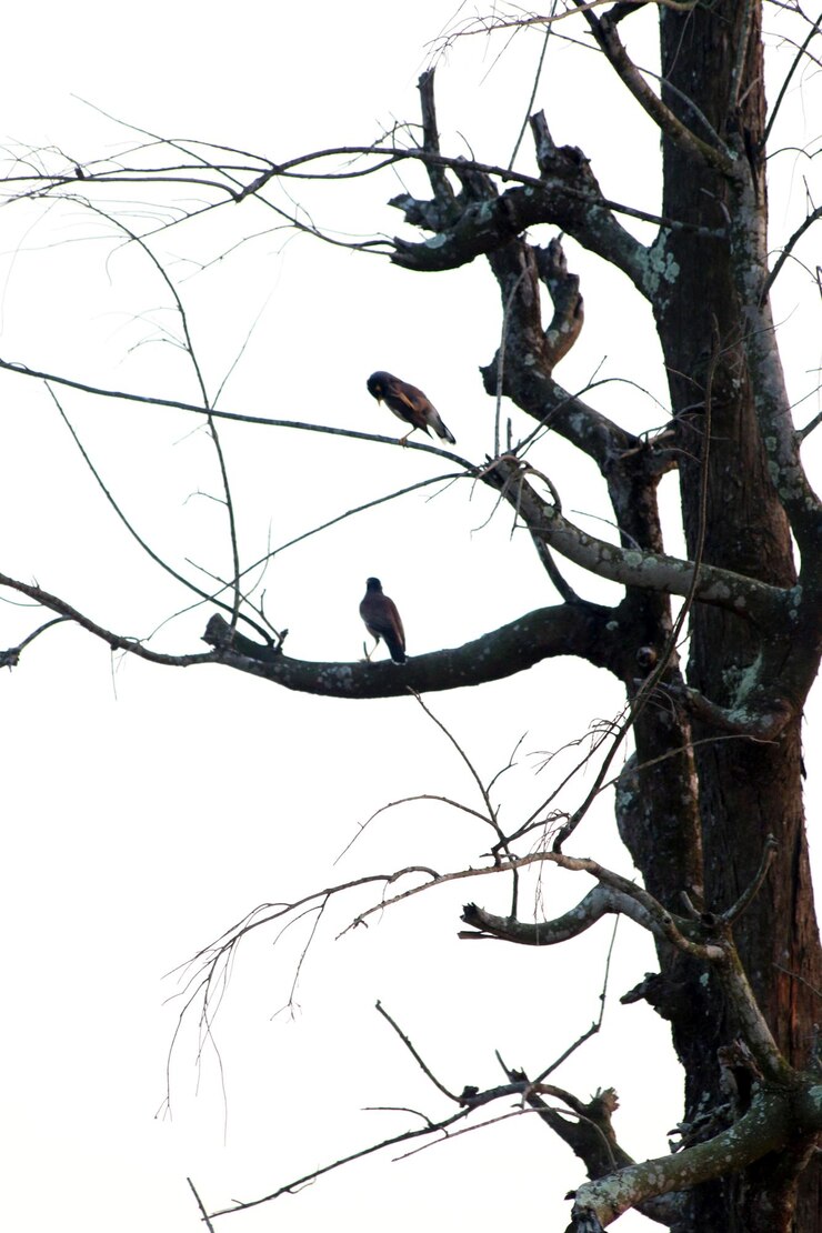 Cuerpo lleno de pájaros en árbol muerto contra un fondo borroso durante el día