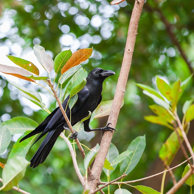 Foto cuervo en el árbol en el bosque en tailandia