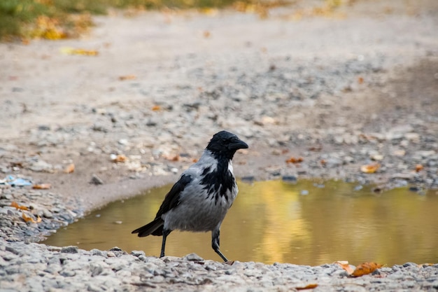 Cuervo en un camino arenoso en otoño