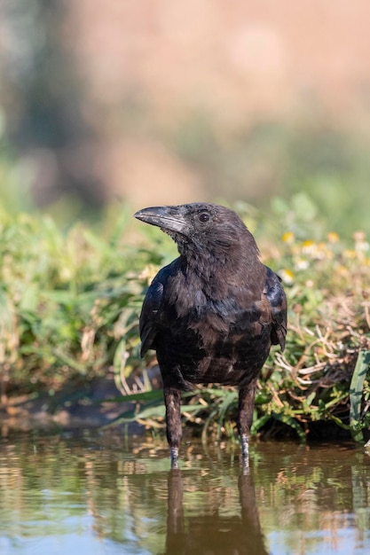 Cuervo carroñero (Corvus corone) Toledo, España