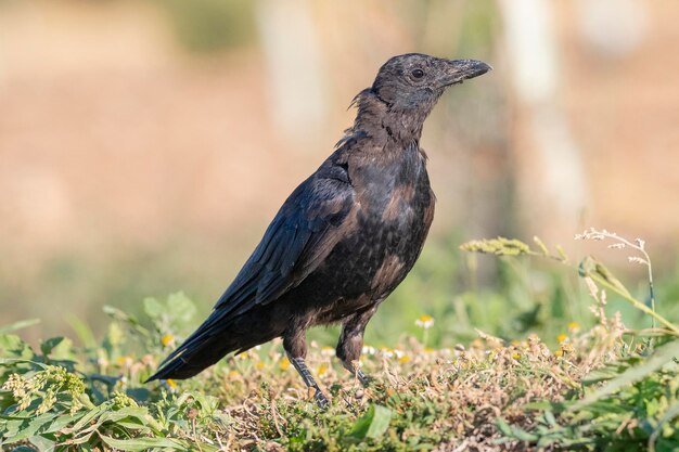 Cuervo carroñero (Corvus corone) Toledo, España