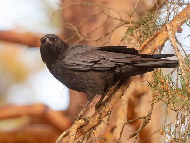 Cuervo carroñero Corvus corone Toledo España