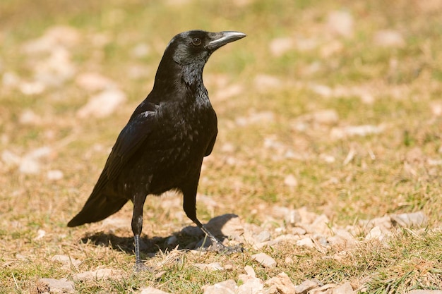 Cuervo carroñero Corvus corone Toledo España