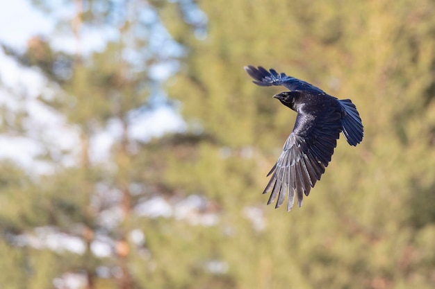 Cuervo carroñero Corvus corone Toledo España