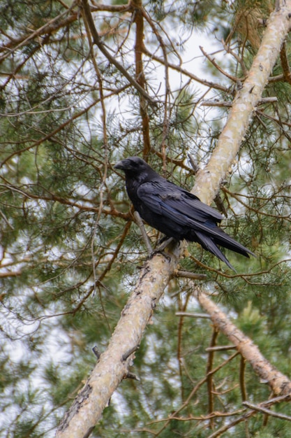 Cuervo carroñero negro (Corvus corone) posado sobre pino. Al fondo, mullidas ramas de pino.