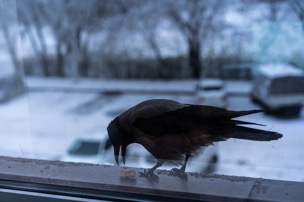 Cuervo comiendo fuera de la ventana en invierno